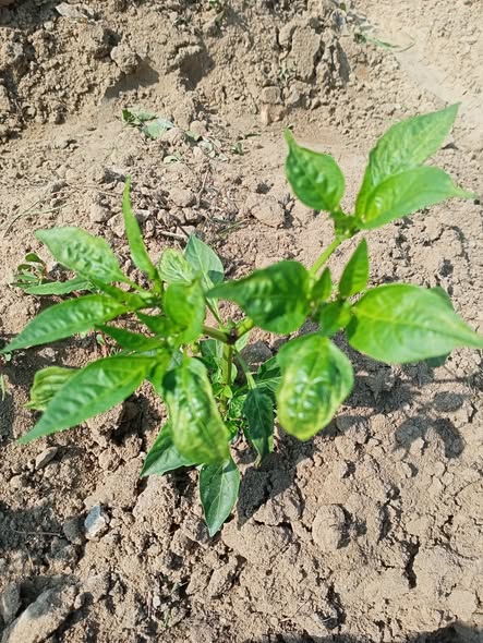 السلام عليكم 
ارجو الافاده ولكم جذيل الشكر 
ما هذه الإصابة في اوراق الفلفل 
عبارة عن كرمشه في الأوراق 
أرجو العلاج المناسب ولكم جزيل الشكر